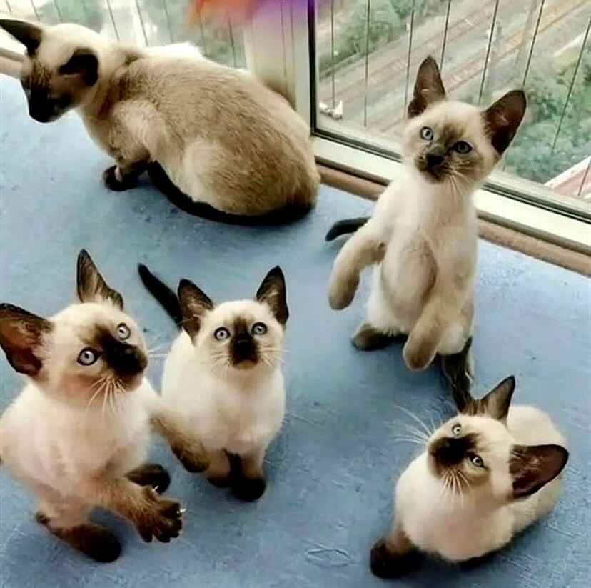 Siamese cats