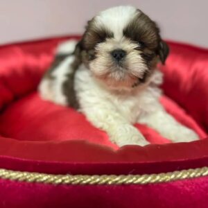 Shitzu puppies