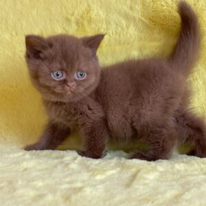 British shorthair