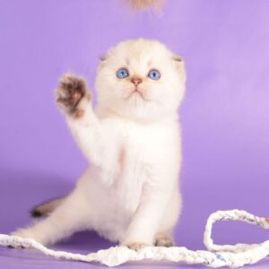 Scottish Fold
