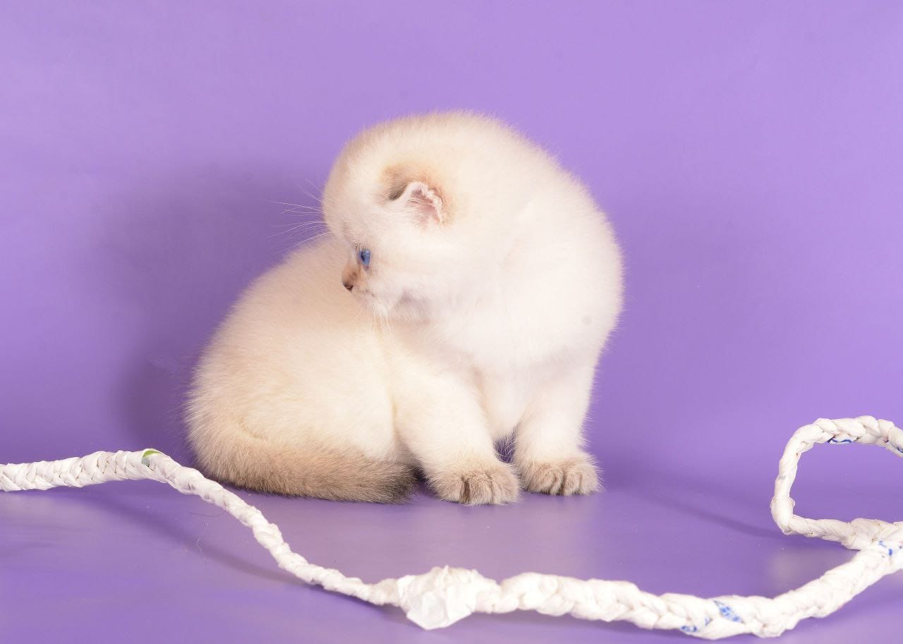 Scottish Fold - Image 18