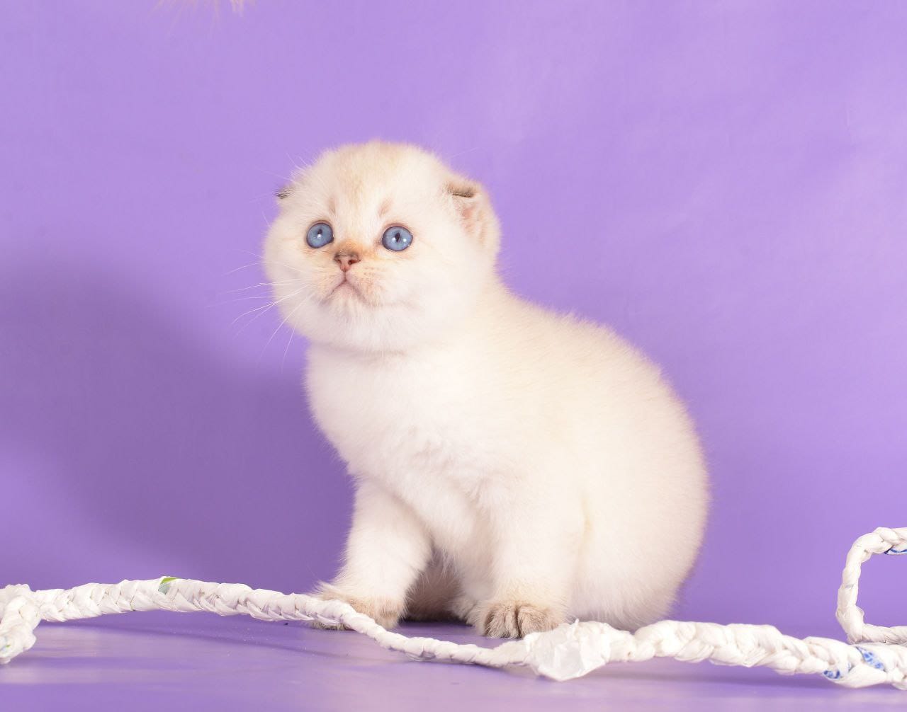 Scottish Fold - Image 16