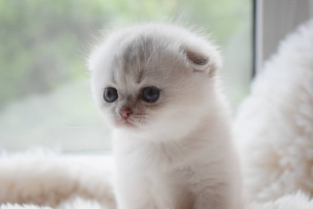 Scottish Fold - Image 15