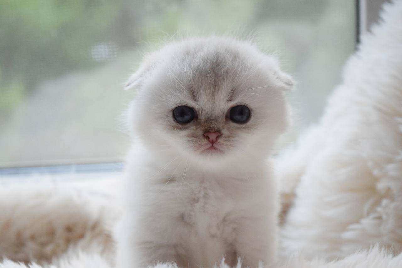 Scottish Fold - Image 14