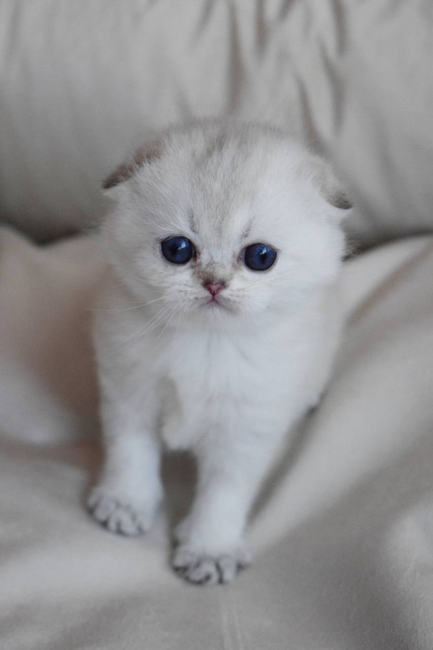 Scottish Fold - Image 12