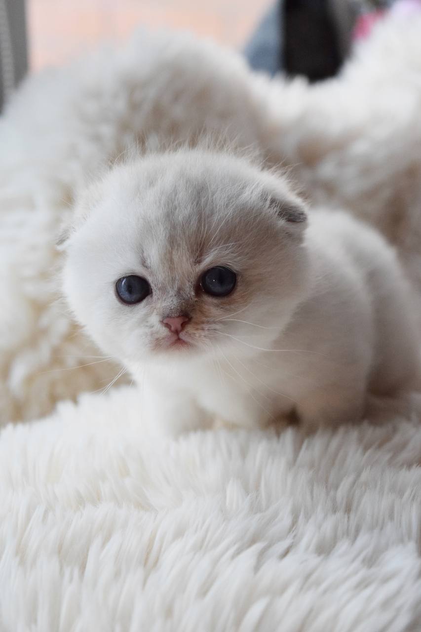 Scottish Fold - Image 13