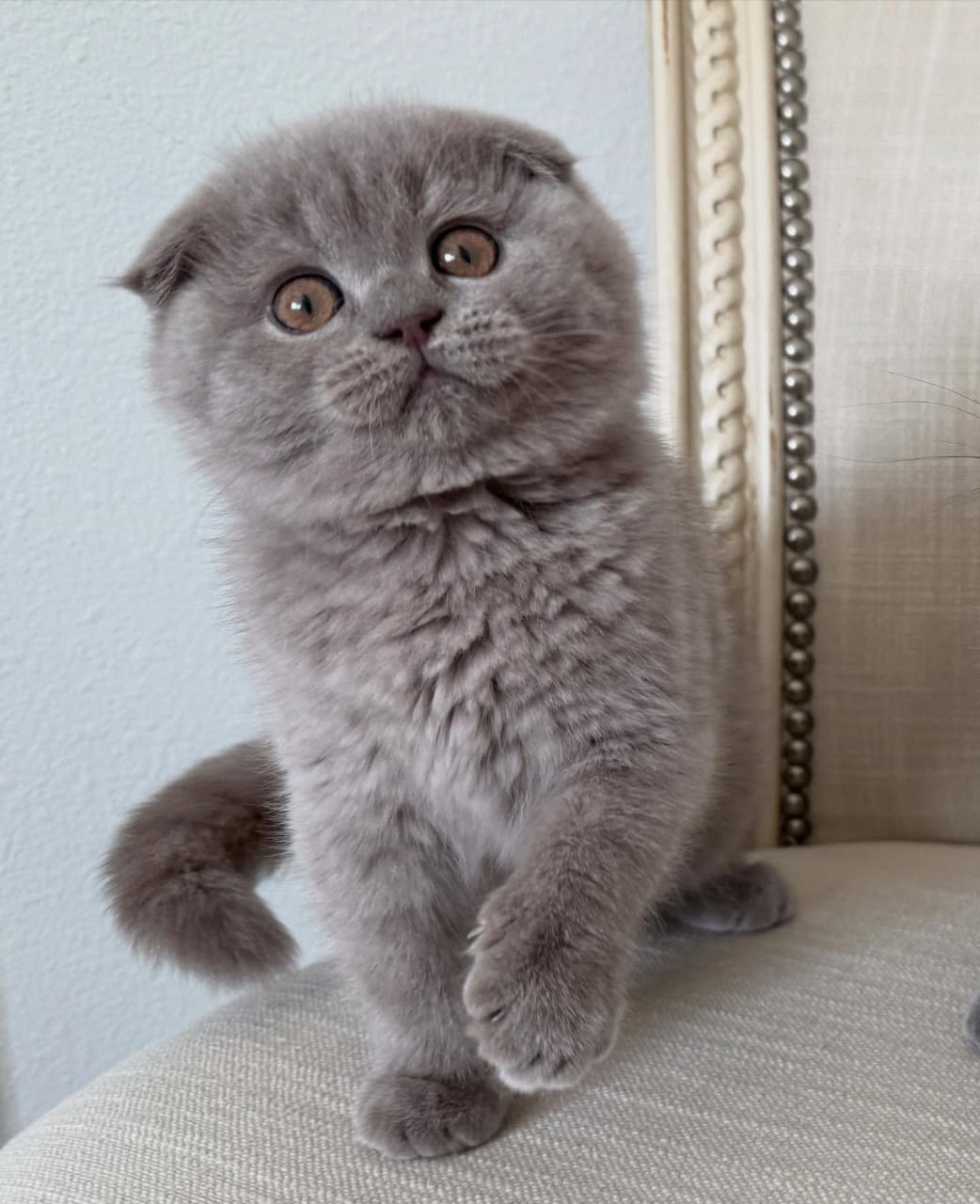 Scottish Fold - Image 11