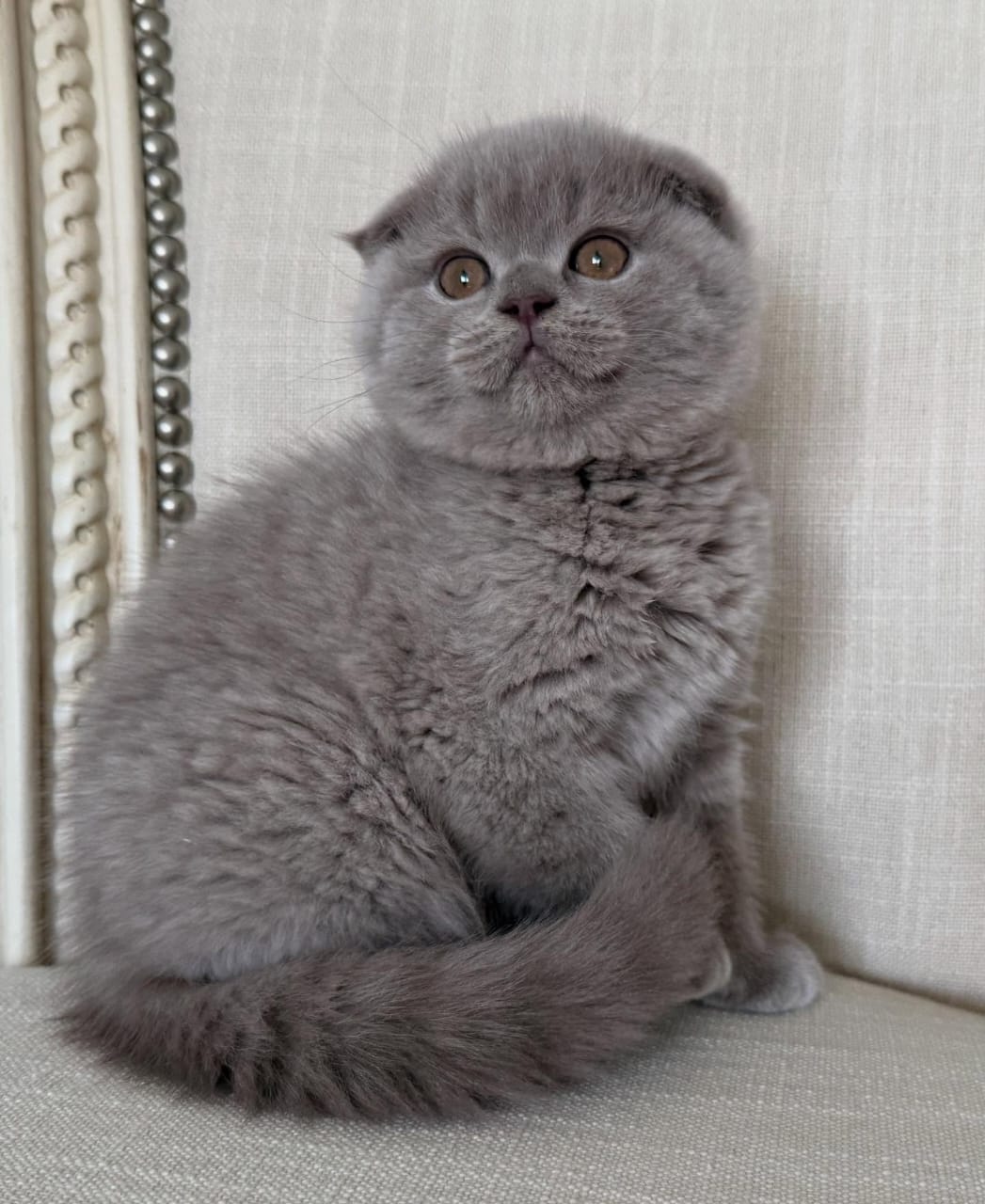 Scottish Fold - Image 9