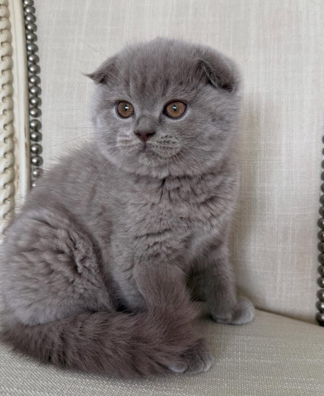 Scottish Fold - Image 10
