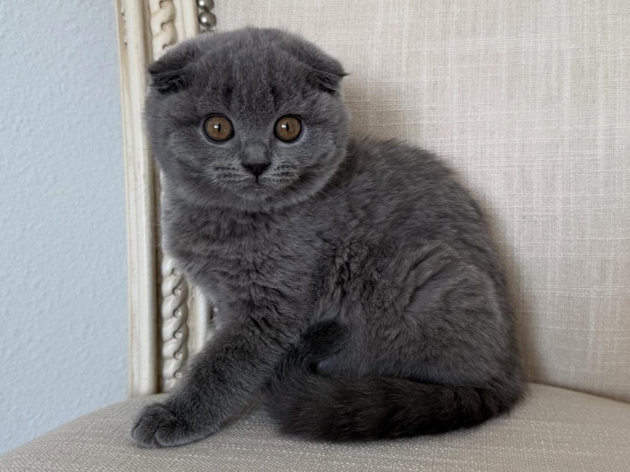 Scottish Fold - Image 7