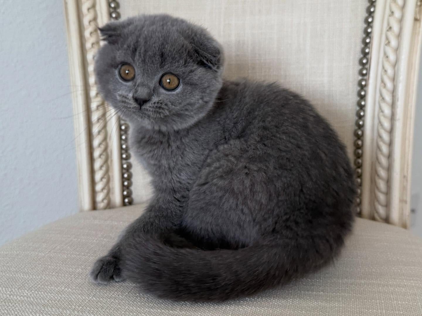 Scottish Fold - Image 5
