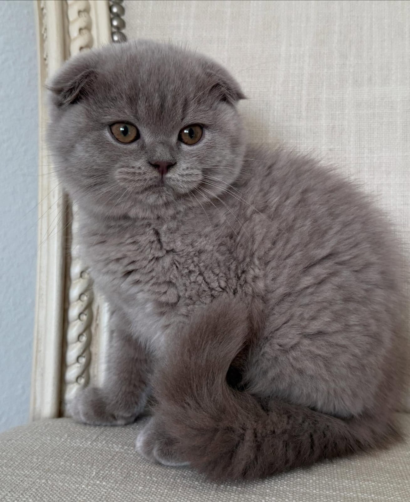 Scottish Fold - Image 6