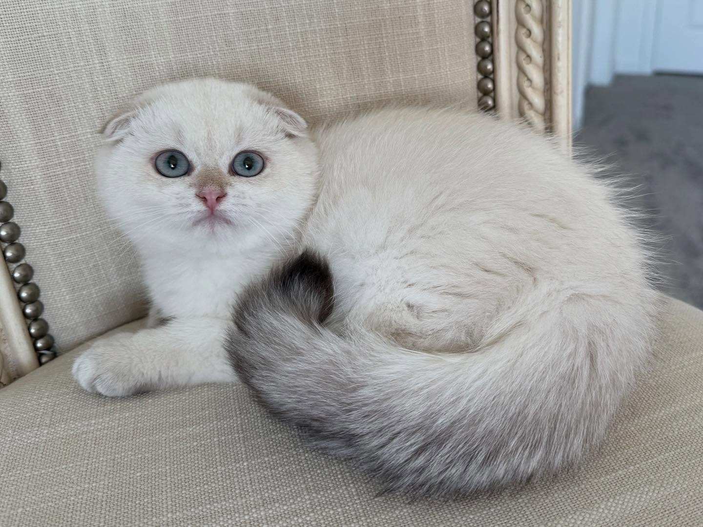 Scottish Fold - Image 2