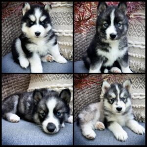 Siberian husky puppies