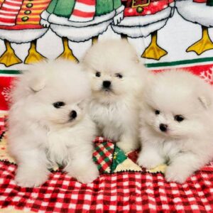 Pomeranian puppies