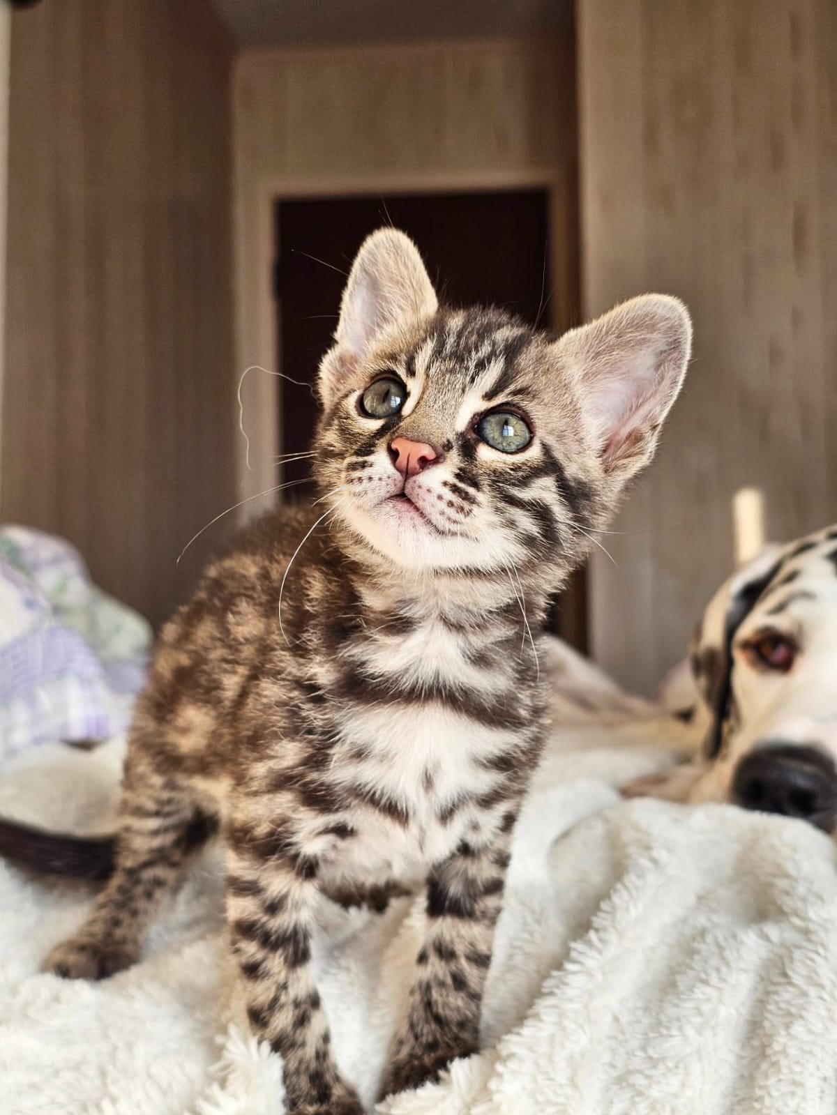 Bengal Cat - Image 19