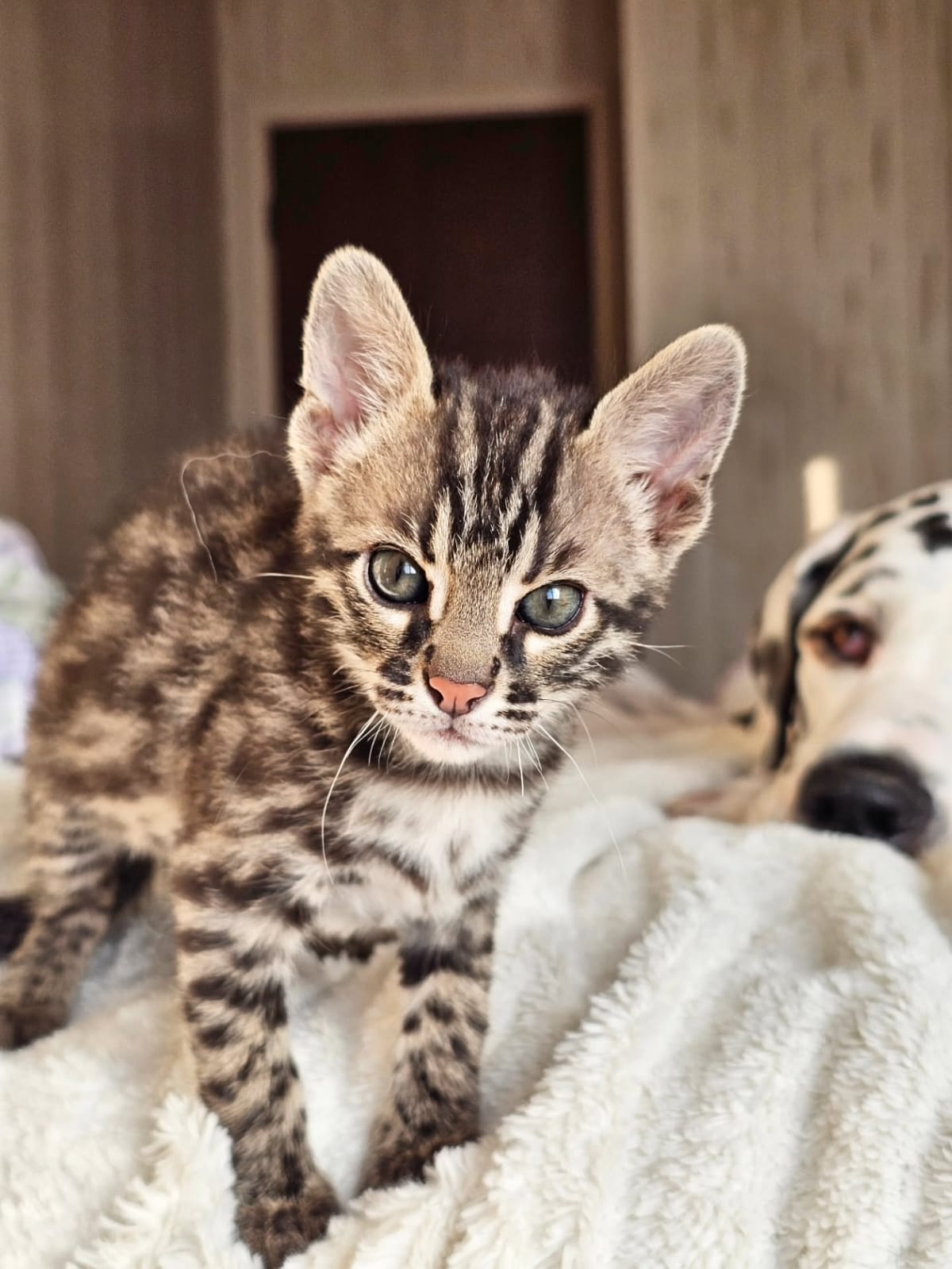 Bengal Cat - Image 18