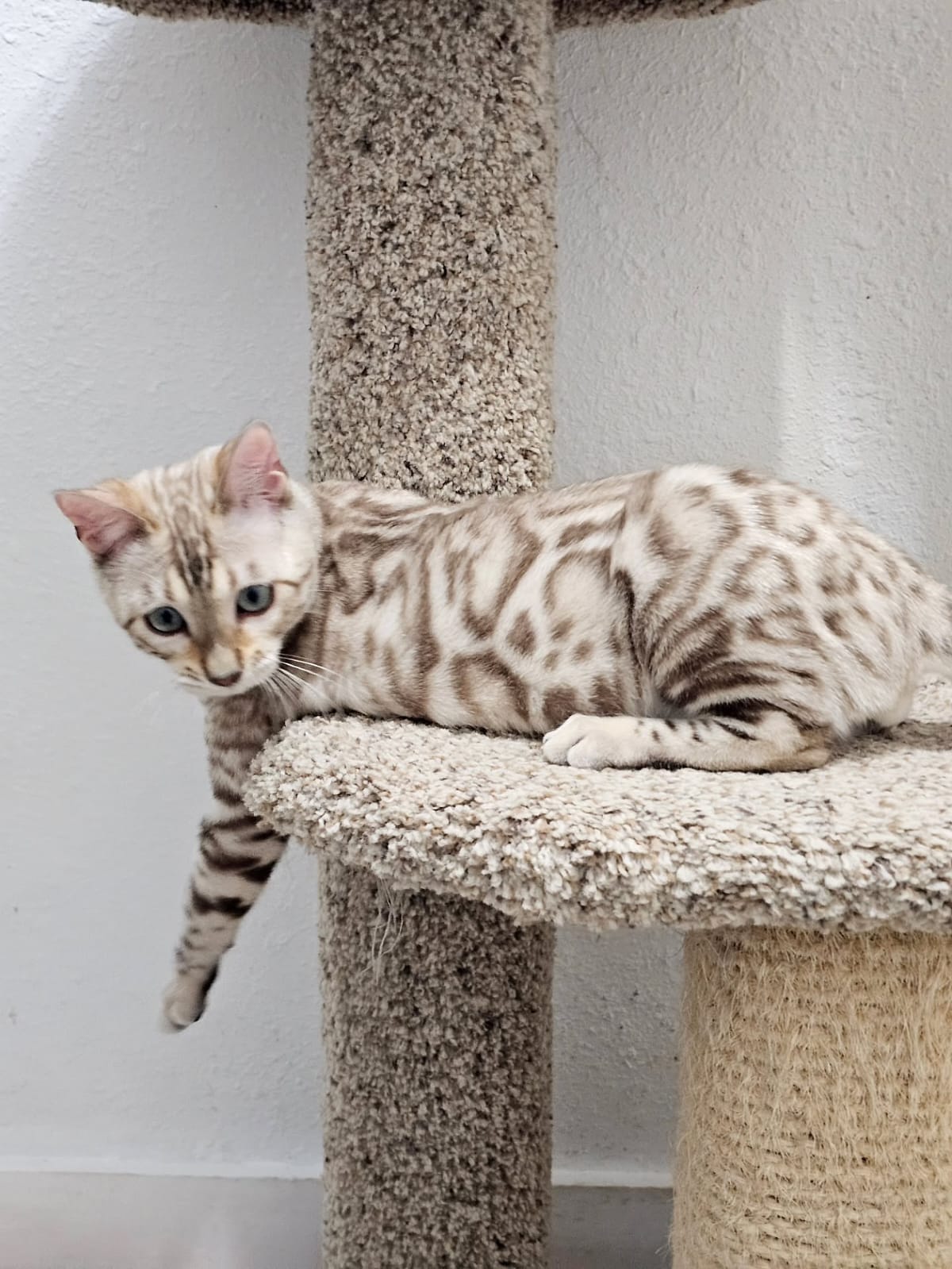 Bengal Cat - Image 17