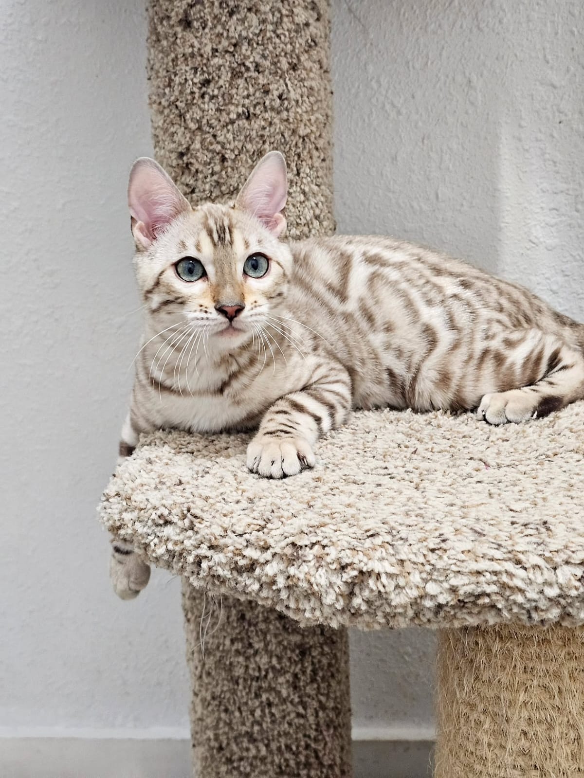 Bengal Cat - Image 15