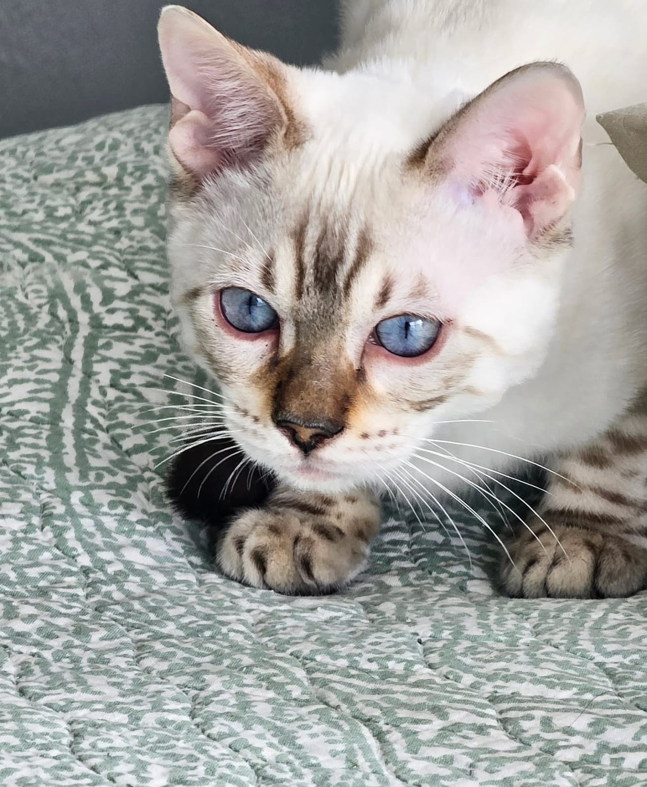 Bengal Cat - Image 13