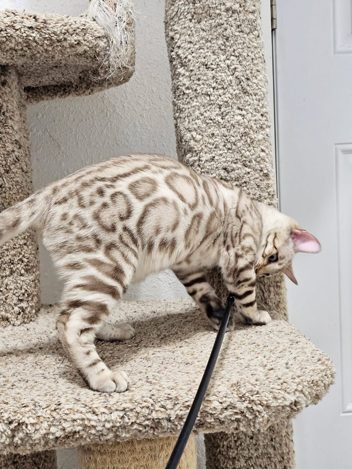 Bengal Cat - Image 14