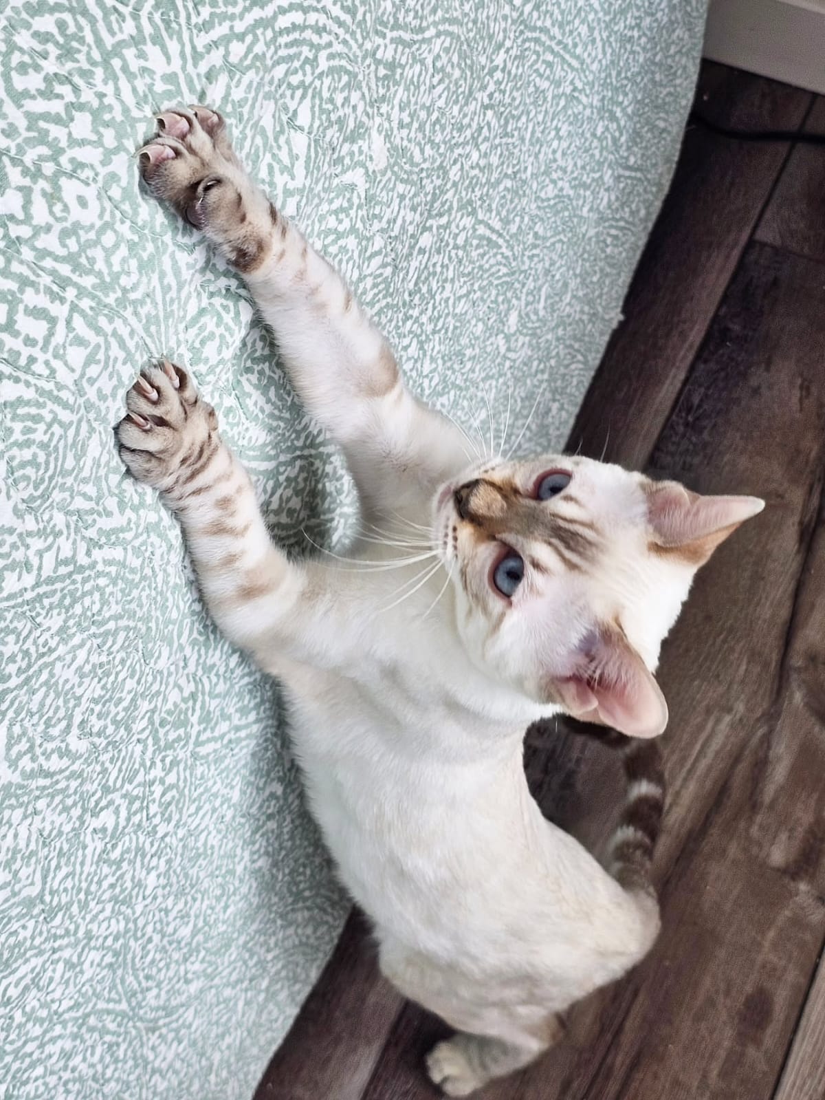 Bengal Cat - Image 12