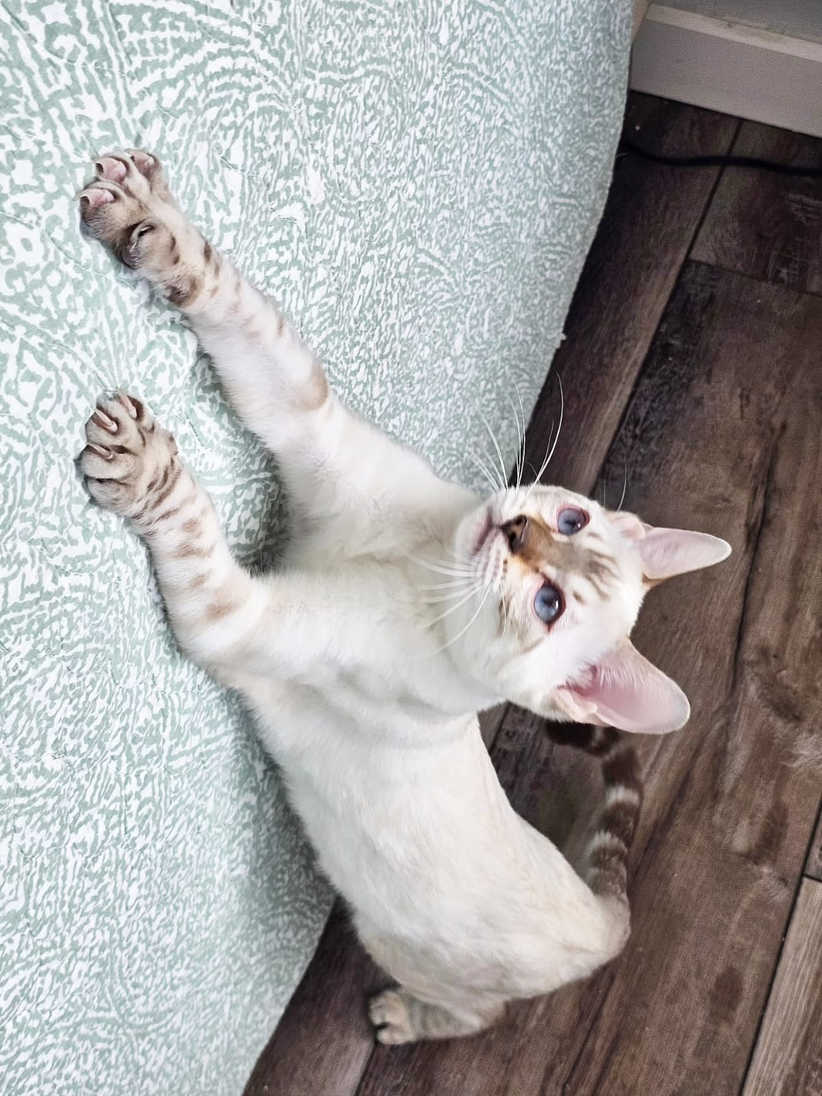 Bengal Cat - Image 11