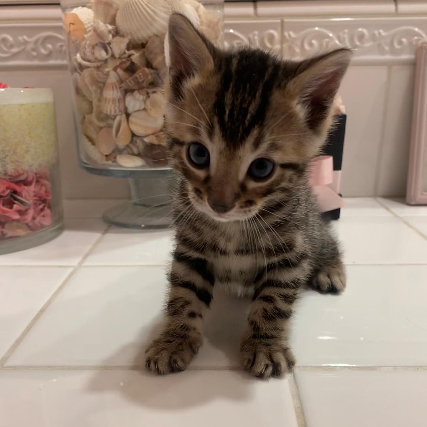 Bengal Cat - Image 9