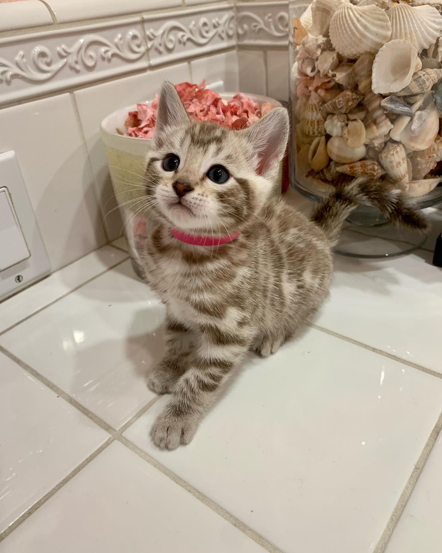 Bengal Cat - Image 5