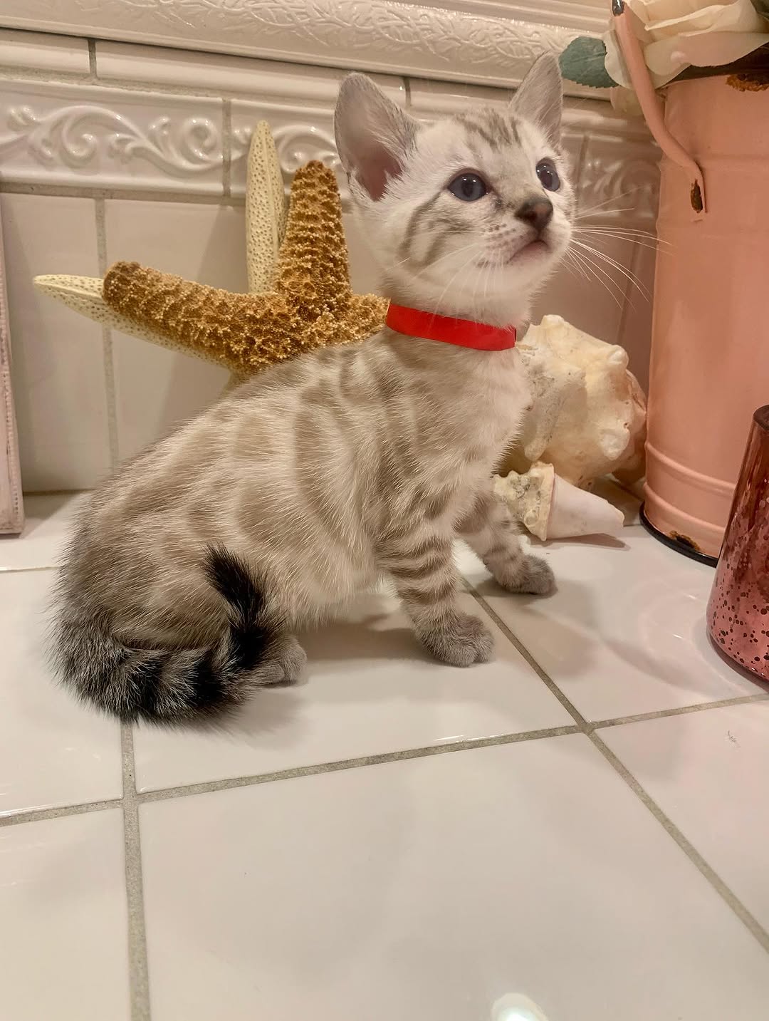 Bengal Cat - Image 4