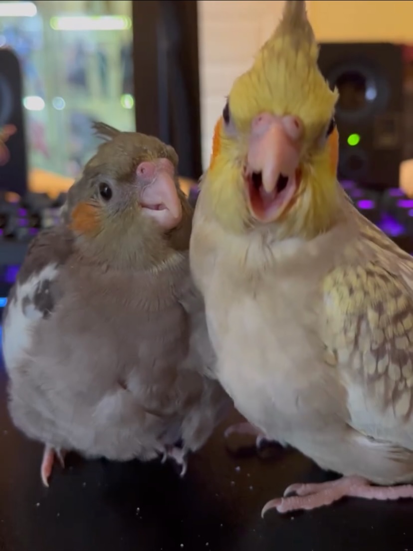 Cockatiels - Image 14