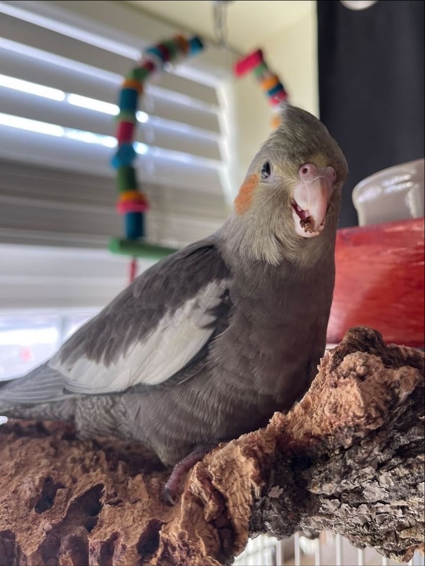 Cockatiels - Image 13