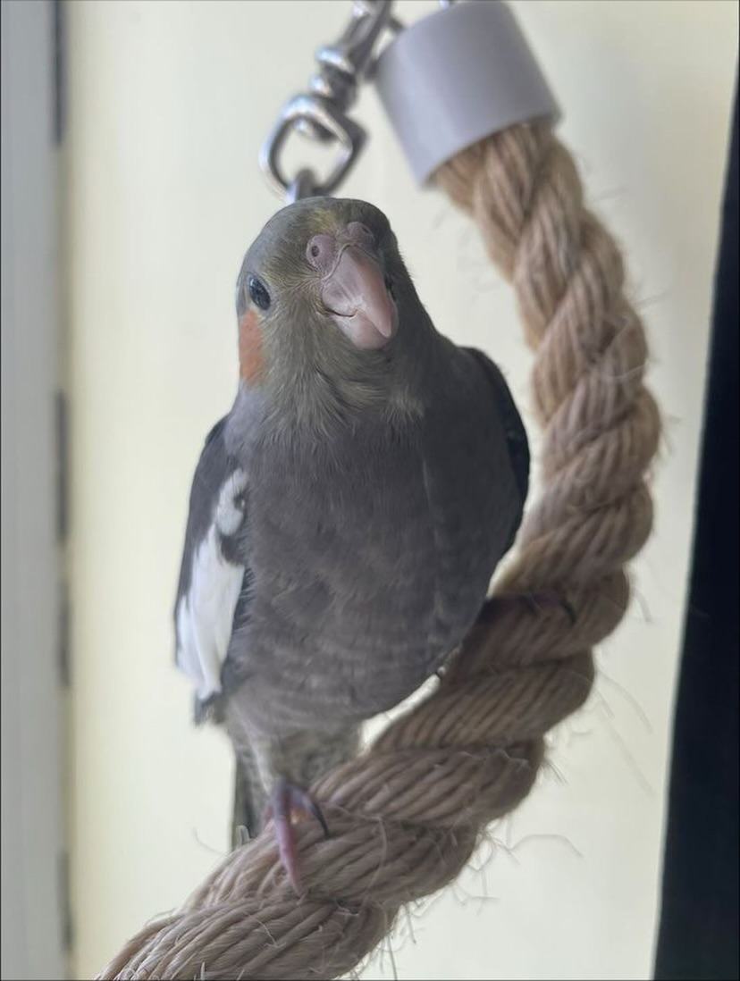 Cockatiels - Image 12