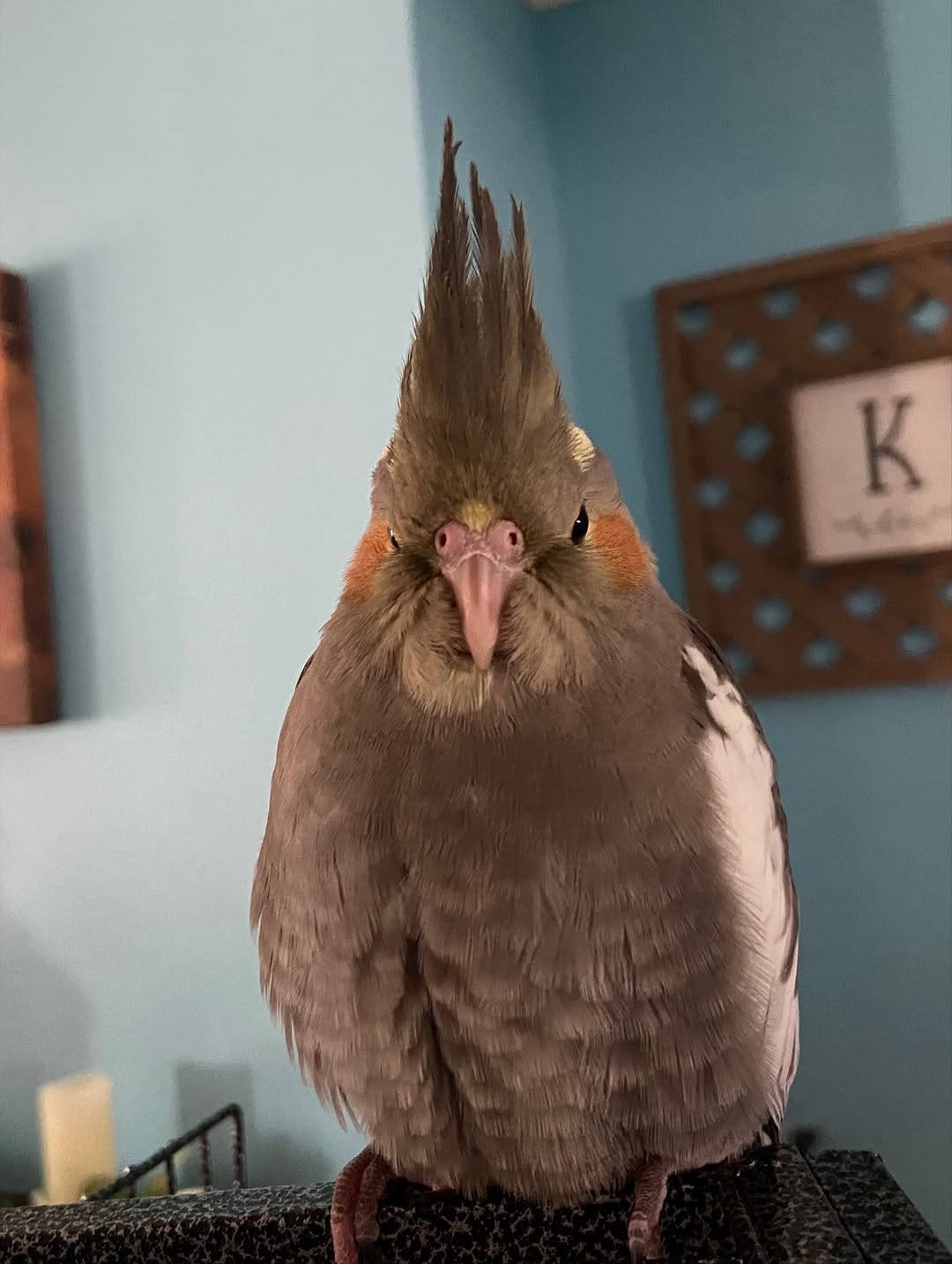 Cockatiels - Image 11