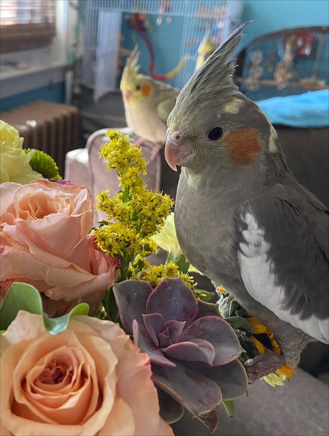 Cockatiels - Image 10