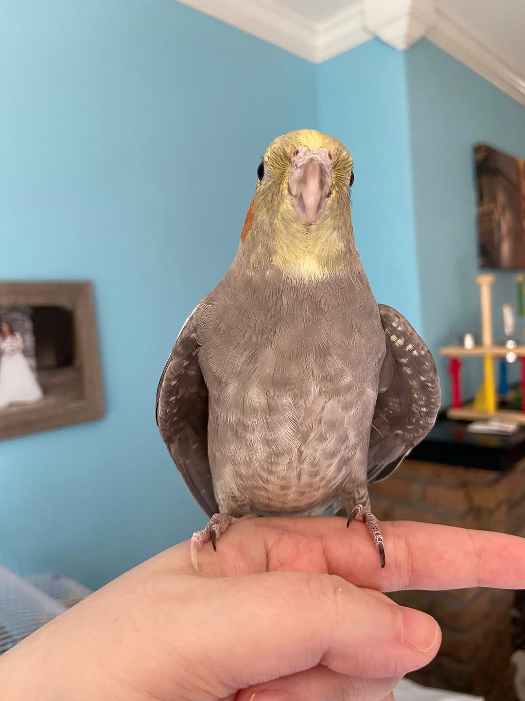 Cockatiels - Image 9