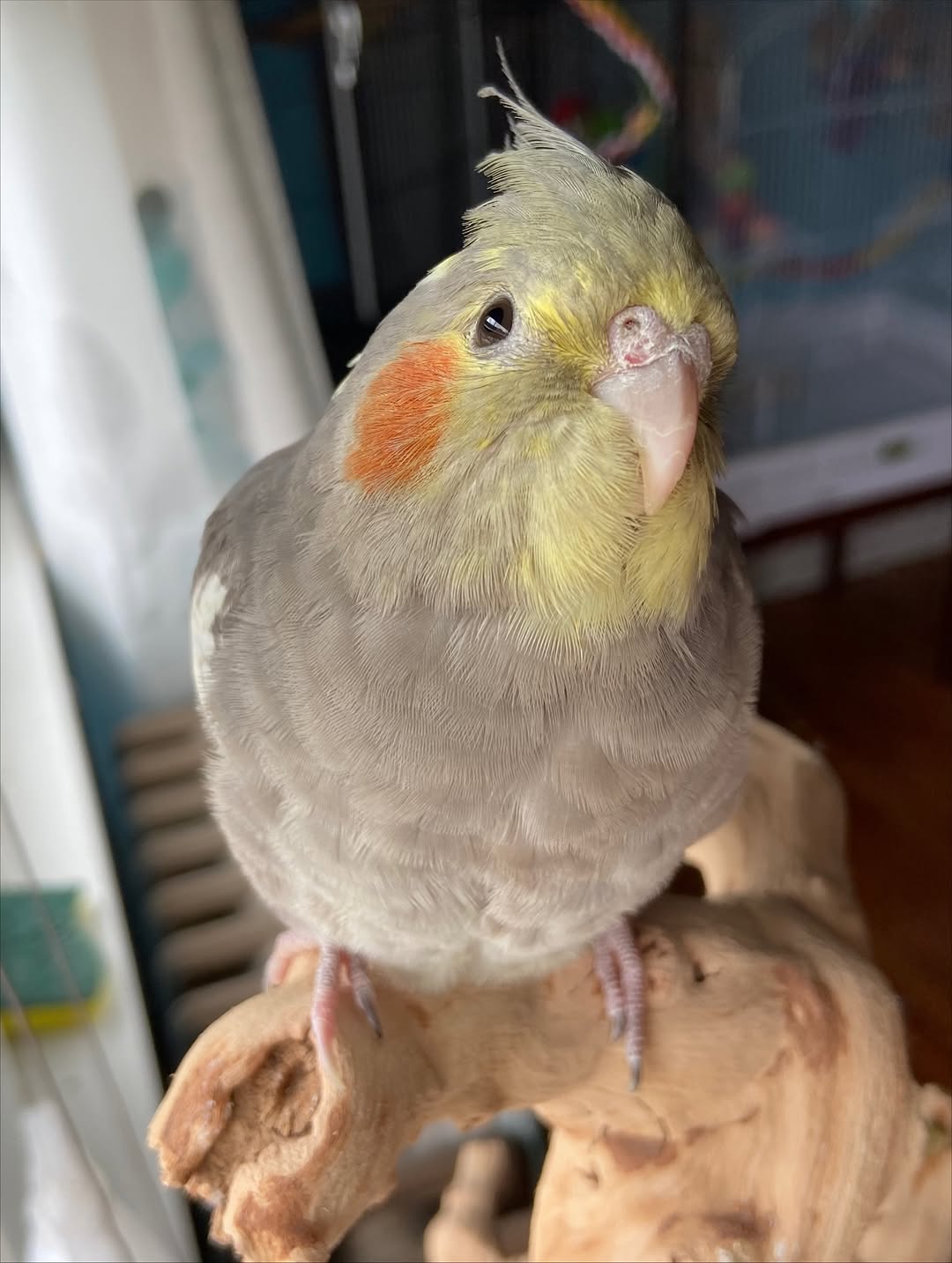 Cockatiels - Image 8