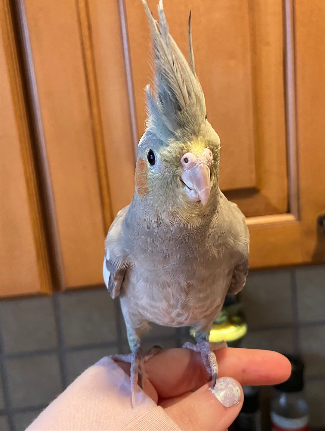 Cockatiels - Image 7