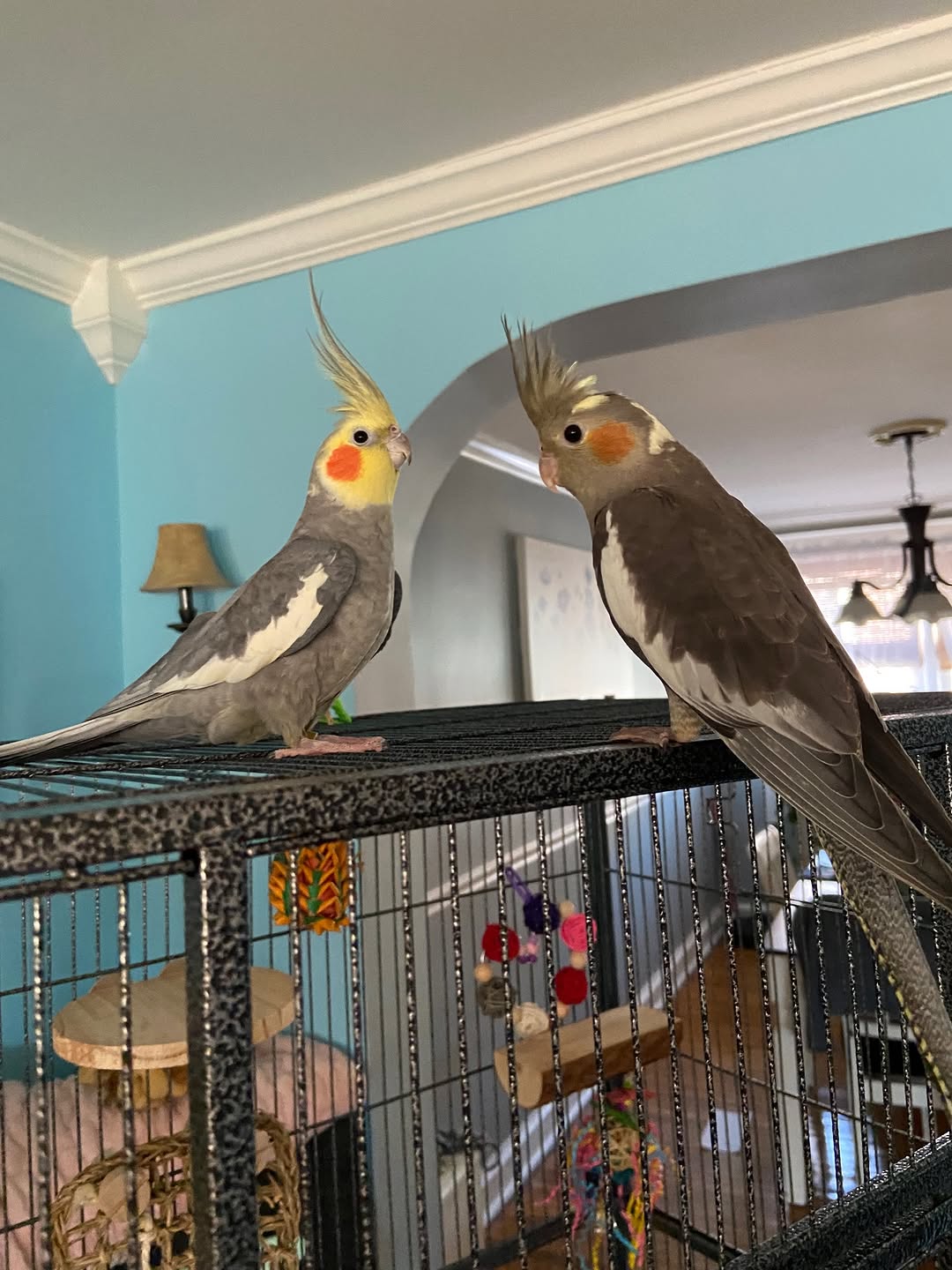 Cockatiels - Image 4