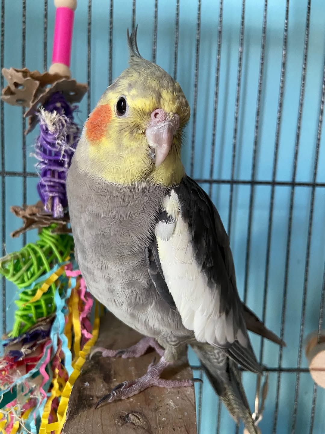 cockatiel