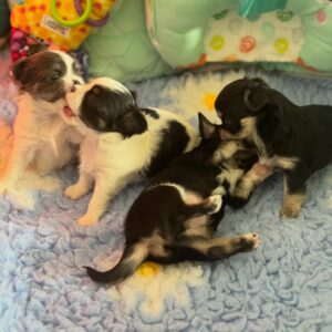 Chihuahua puppies