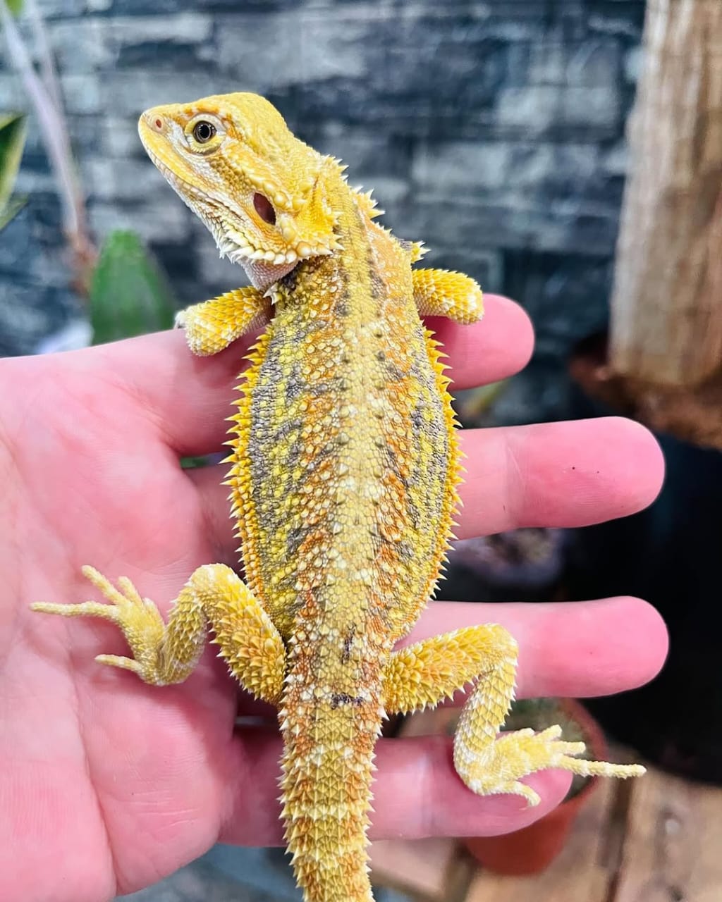 Bearded Dragon - Image 5