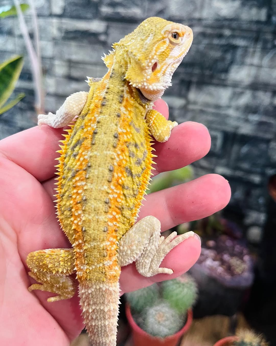 Bearded Dragon - Image 4