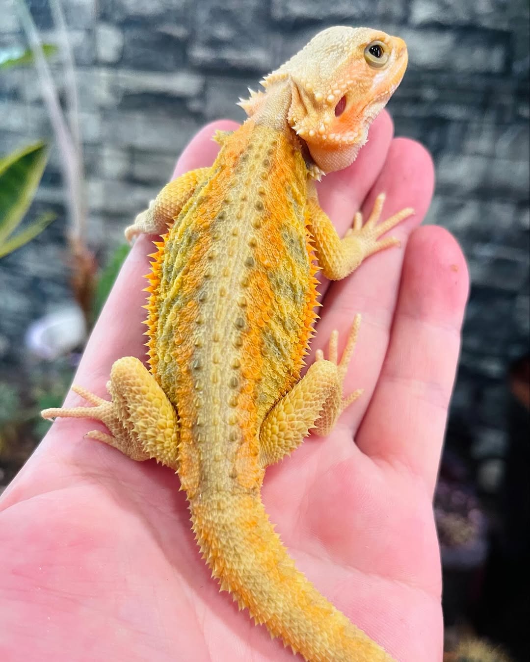 Bearded Dragon - Image 2