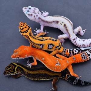 Leopard gecko