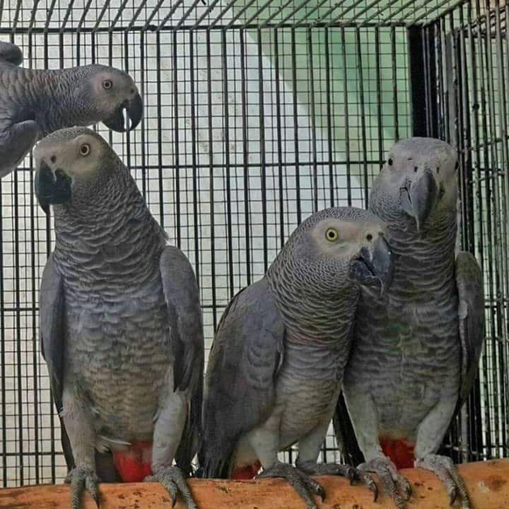 African grey parrot