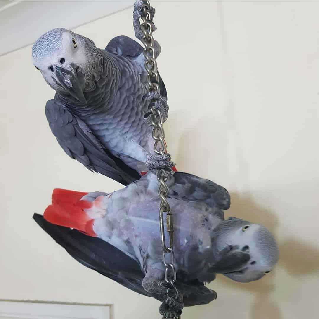 African Grey Parrot - Image 4