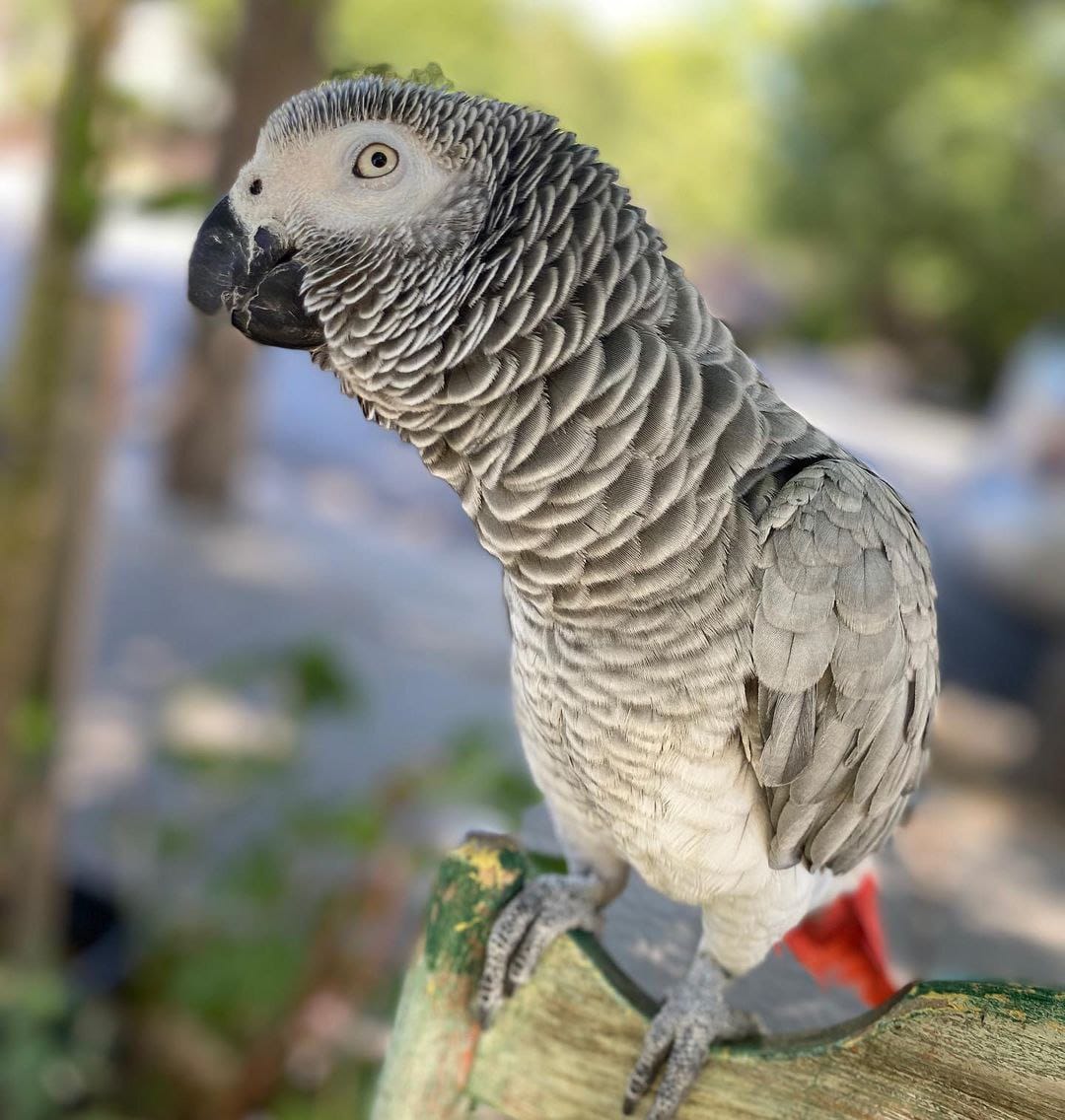 African Grey Parrot - Image 5
