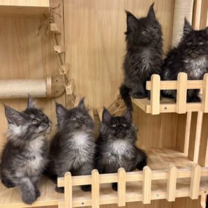 Pure breed Maine coon kittens
