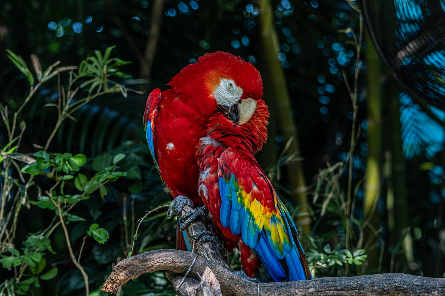 The Joy of Bringing a Furry Companion Home